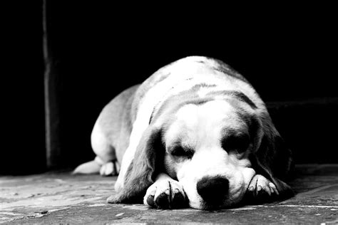 Sad dog black and white | Prannveer Jayani | Flickr
