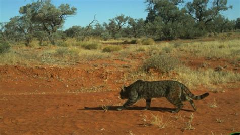 Australia mulls use of ‘controversial’ gene drives to rid country of feral cats - Genetic ...