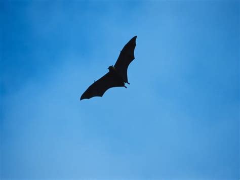 Bats are disappearing from our night skies