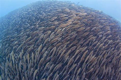 27 Incredible Underwater Pictures of Schooling Fish