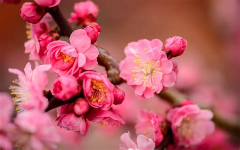 Plum Blossoms at Bairin Park in Gifu - GaijinPot