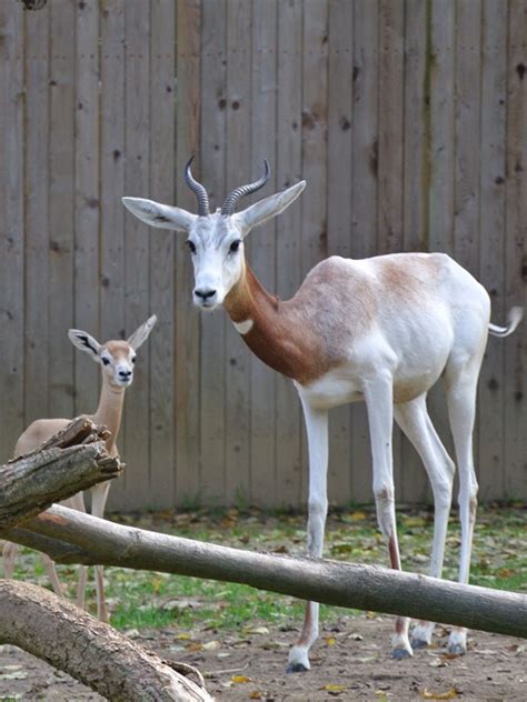 110 best images about Gazelle on Pinterest | Tanzania, Deserts and Habitats