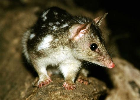 Northern Quoll - Territory Wildlife Park