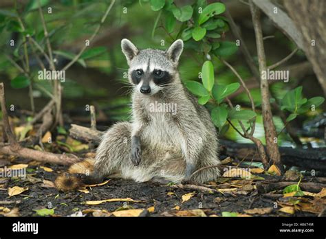 Cozumel Raccoon (Procyon pygmaeus), Cozumel Island, Mexico Stock Photo ...