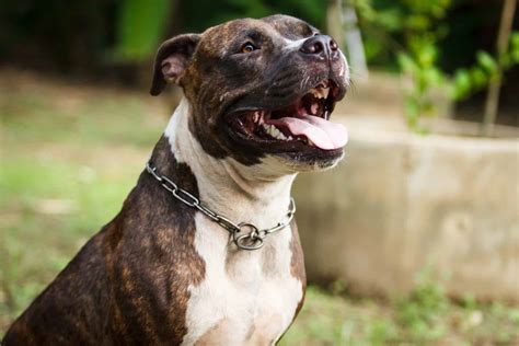 Bullypit: Is the American Bulldog Pitbull Mix Your Kind of Dog? - K9 Web