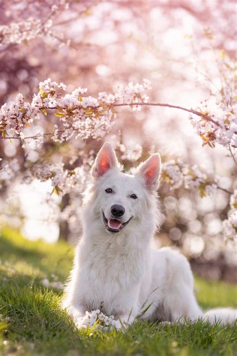 265 Dog Cherry Blossoms Stock Photos - Free & Royalty-Free Stock Photos ...