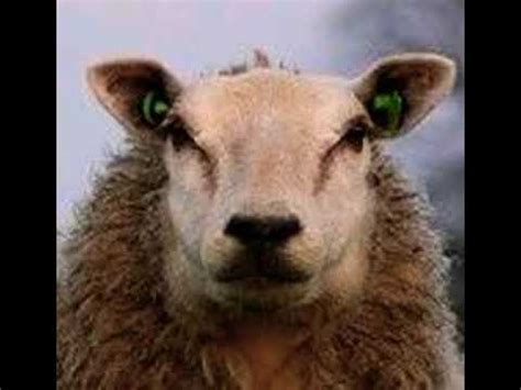 Sheep Bleat 🐑 🔊 - YouTube