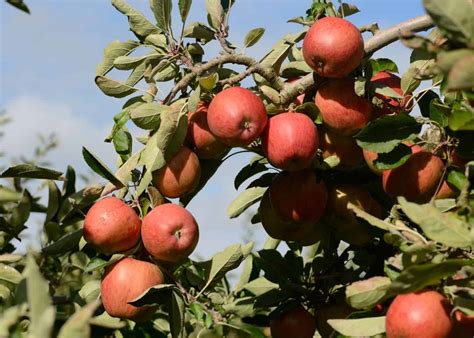 Braeburn apples 🍎 🌿 A guide to this crisp and tangy variety