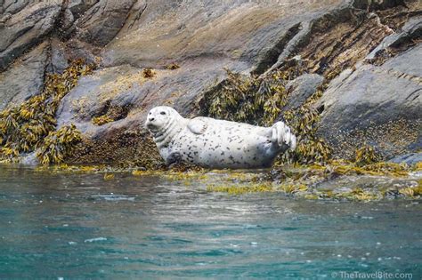 Skagway Alaska - Davidson Glacier A Must See – The Travel Bite