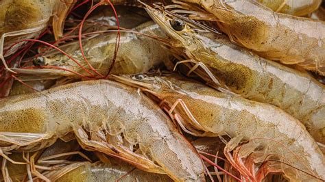 Can technology clean up the shrimp farming business? - BBC News