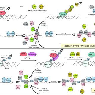 Summary of the mRNA export processes of yeast (A) and metazoa (B). The ...