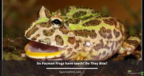 Do Pacman Frogs Have Teeth? Do They Bite?