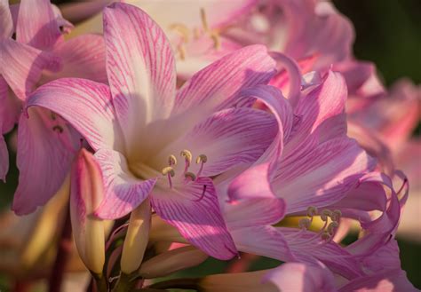 Free Images : pink, lady, flower, flowering plant, petal, amaryllis belladonna, purple, peruvian ...