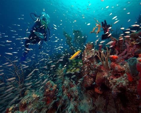 Virgin Islands corals in deeper waters more fertile - UPI.com