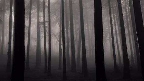 Foggy Forest Background Black And White : Explosion of white smoke ...