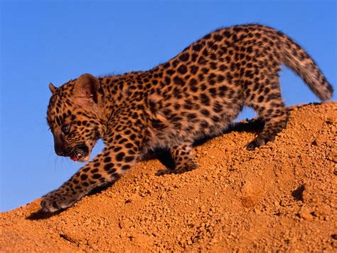 Spotted Leopard Cub Wallpaper - Free Cub Downloads