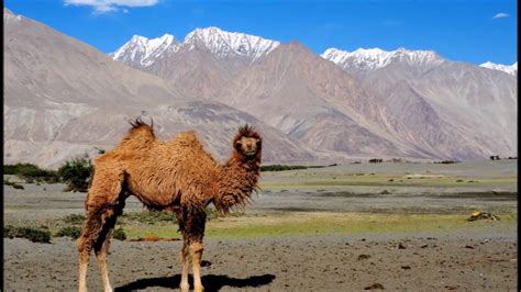 BIO DIVERSITY IN HIMALAYS||Animals and Plants that only found in Ladakh ...