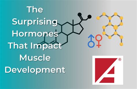 The Surprising Hormones That Impact Muscle Development