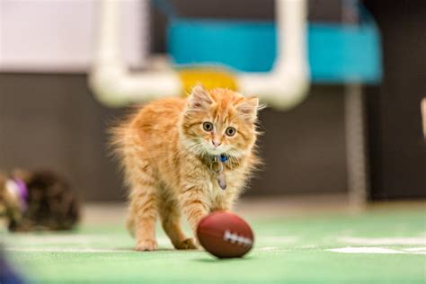 Kitten Bowl III Photo Gallery 2