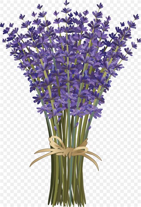 Lavandula Dentata French Lavender Flower Bouquet Botanical Illustration ...