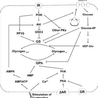 (PDF) Structure and Regulation of Yeast Glycogen Synthase