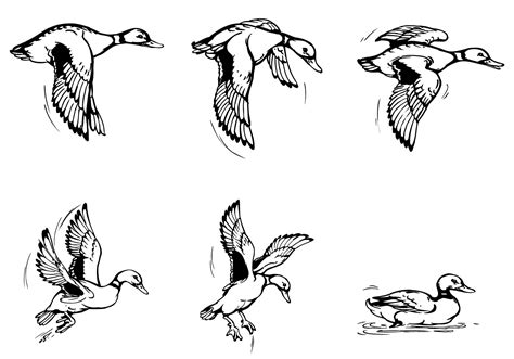 Flying Duck Brushes Pack 55838 Vector Art at Vecteezy