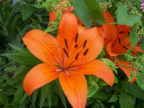 Orange lilies wallpaper | 1024x768 | #31235