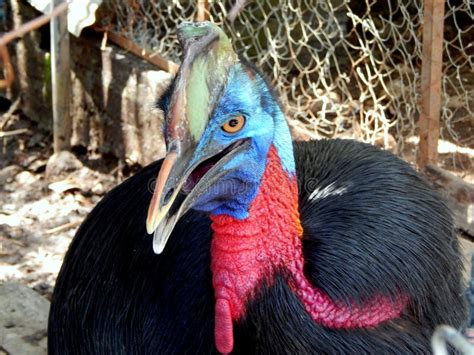 Kasuari, a Flightless Big Bird from Papua, Indonesia. Stock Image - Image of casuariiformes ...