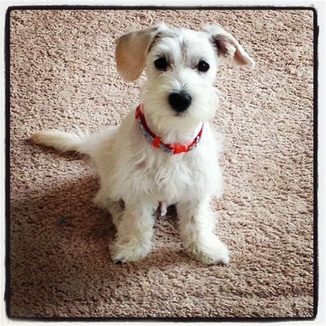 Casper. Schnauzer Maltipoo mix. 💙 | Beautiful dogs, Schnauzer mix, Dog grooming