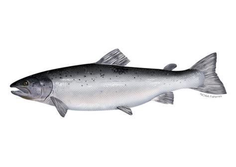 Atlantic Salmon Management Plan | NOAA Fisheries