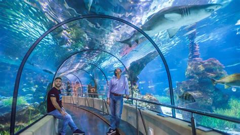 Aquàrium de Barcelona: Entradas, precio, horario y qué ver - El Periódico