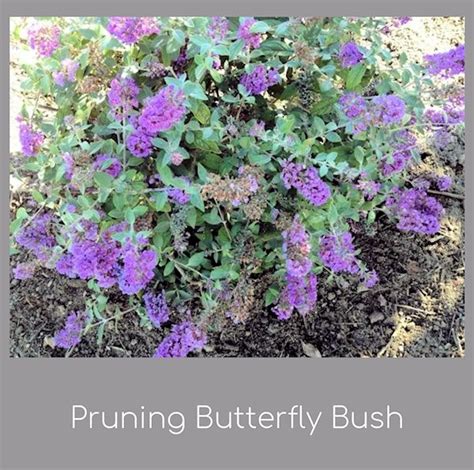 A GUIDE TO NORTHEASTERN GARDENING: Pruning Buddleia (Butterfly Bush)