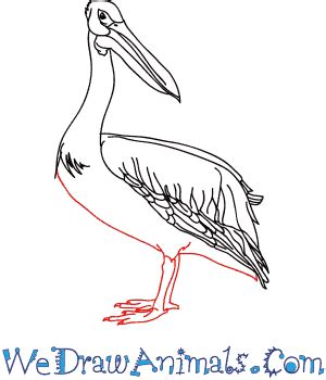 How to Draw a Realistic Pelican