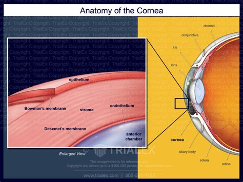 Anatomy of the Cornea - TrialQuest Inc.