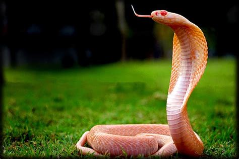 Extremely Rare Albino Spectacled Cobra Sighted In Uttarakhand's Haldwani