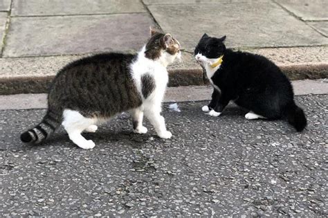 Palmerston the Foreign Office cat retires from Chief Mouser duties ...