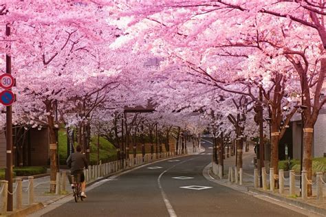 Chery blossom road in Tokyo : pics