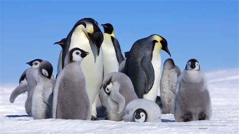 Emperor Penguin Huddle