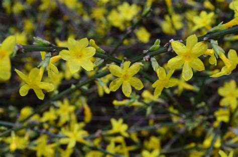 Trees Blooming in December? - Lewis Ginter Botanical Garden