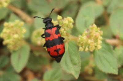 Journeys across Karnataka: Blister bug or Black-Red beetle