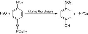 Phosphatase substrate - 4-Nitrophenyl phosphate disodium salt ...