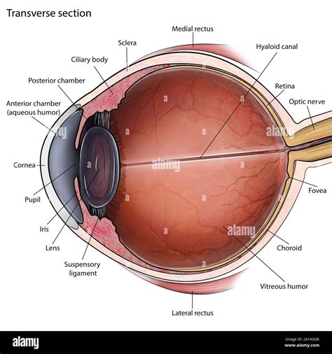 Bulbar Conjunctiva Diagram