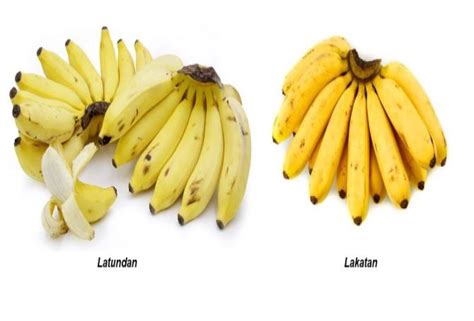 🔥 Lakatan banana. What Is The Benefits Of Banana Lakatan?. 2022-10-14