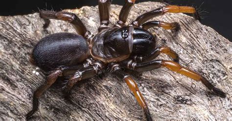 Super-size trapdoor spider discovered in Australia : The Premier Daily