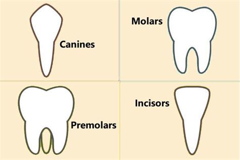 What Are The Four Different Types Of Teeth - Teeth Poster