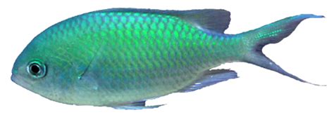 Ocean Fish PNG Transparent - PNG Mart