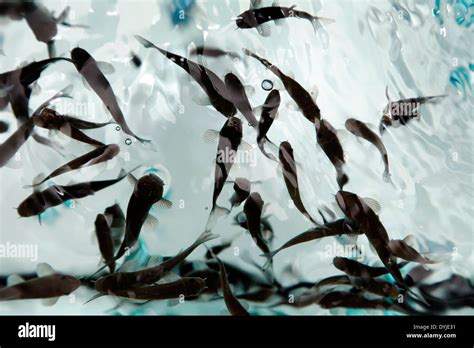 Fish tank for fish pedicure Stock Photo - Alamy