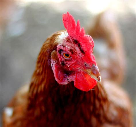 Flea infestation in Chickens