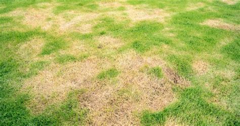 Why is My Lawn Turning Brown in Spots? (How to Fix) | Lawn Chick