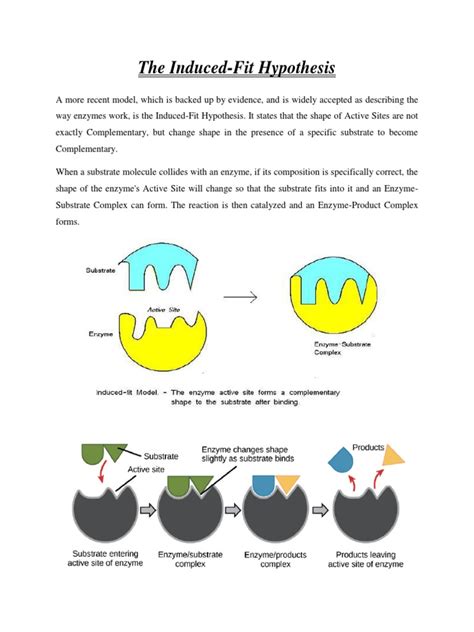 Induced Fit Hypothesis